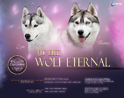 Of The Wolf Eternal - Siberian Husky - Portée née le 21/09/2024