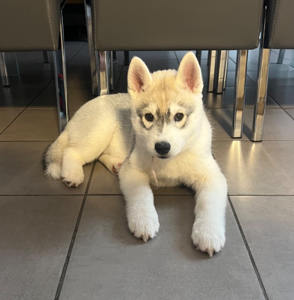 Of The Wolf Eternal - Chiot disponible  - Siberian Husky