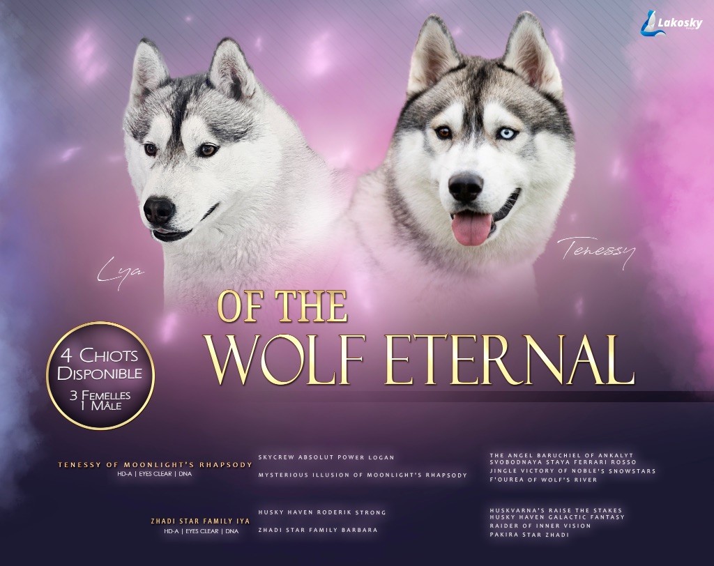 chiot Siberian Husky Of The Wolf Eternal