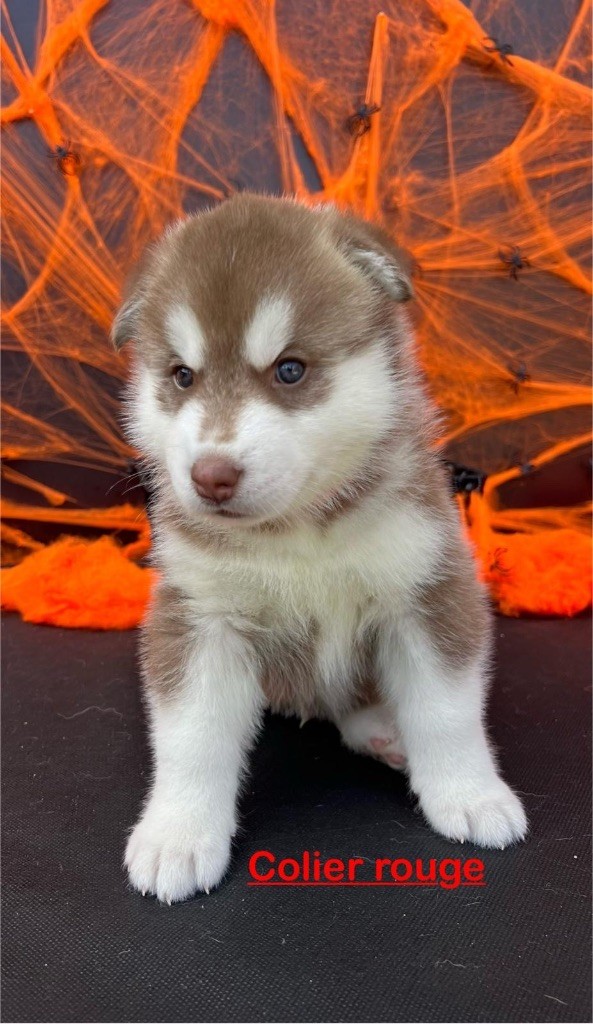 Of The Wolf Eternal - Chiot disponible  - Siberian Husky