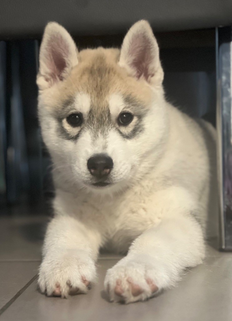 Of The Wolf Eternal - Chiot disponible  - Siberian Husky