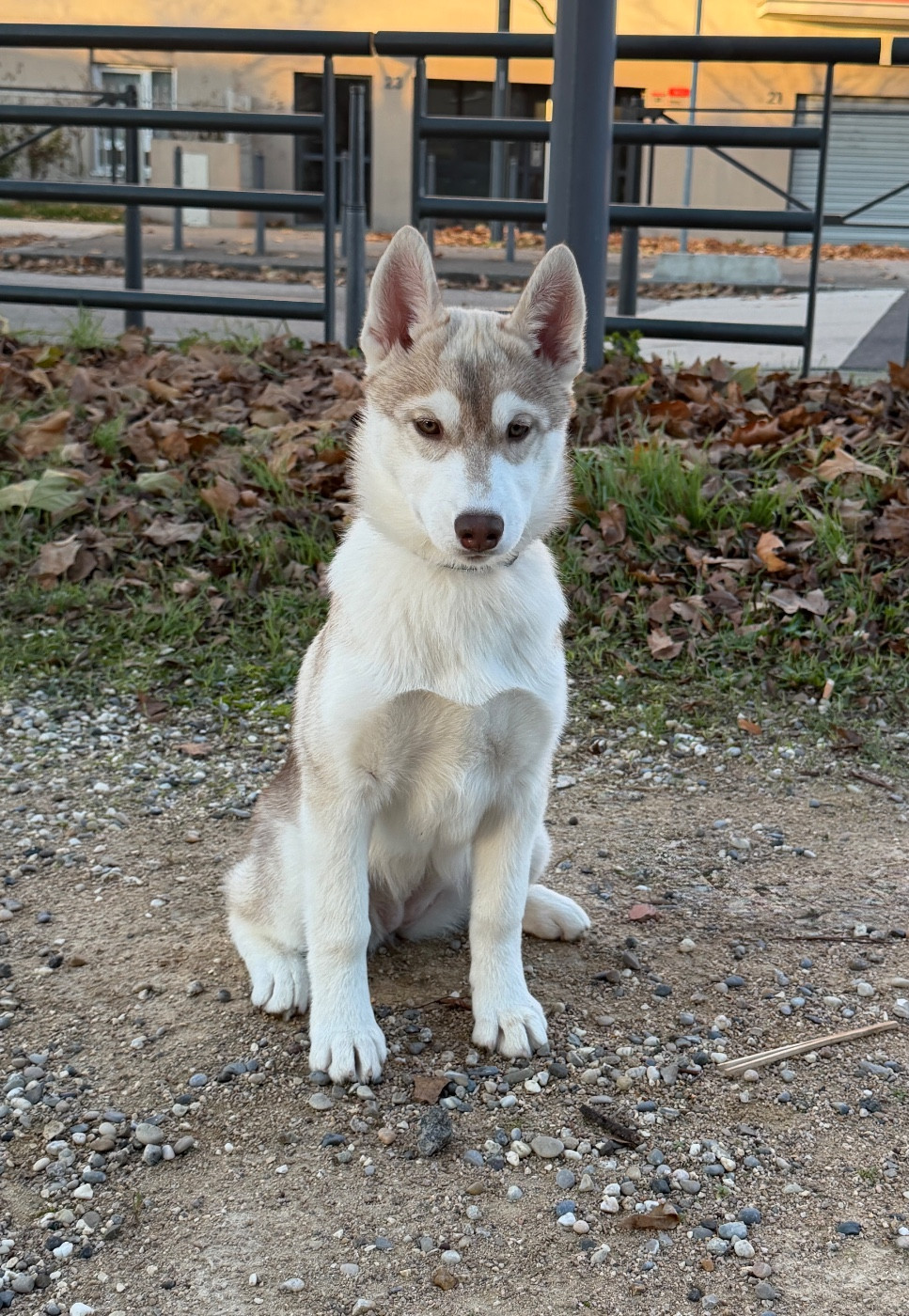 Of The Wolf Eternal - Chiots disponibles - Siberian Husky
