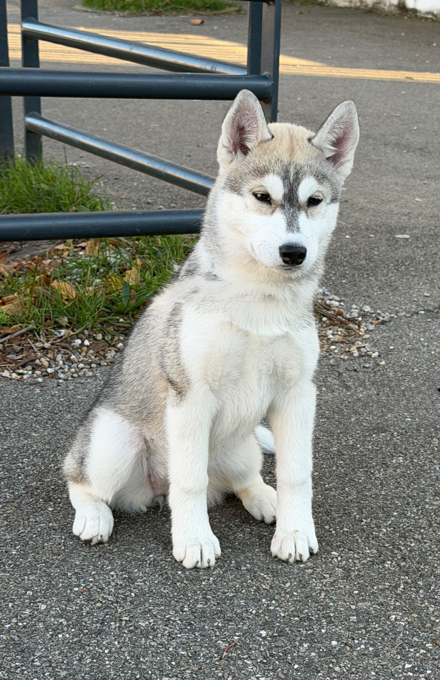 Of The Wolf Eternal - Chiots disponibles - Siberian Husky