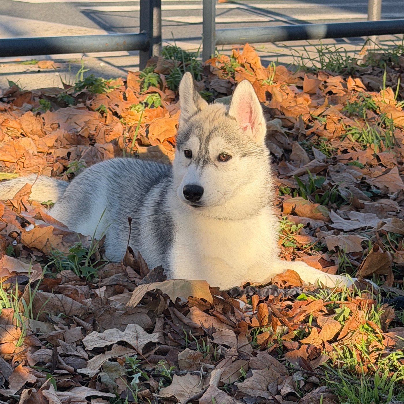 Of The Wolf Eternal - Chiots disponibles - Siberian Husky