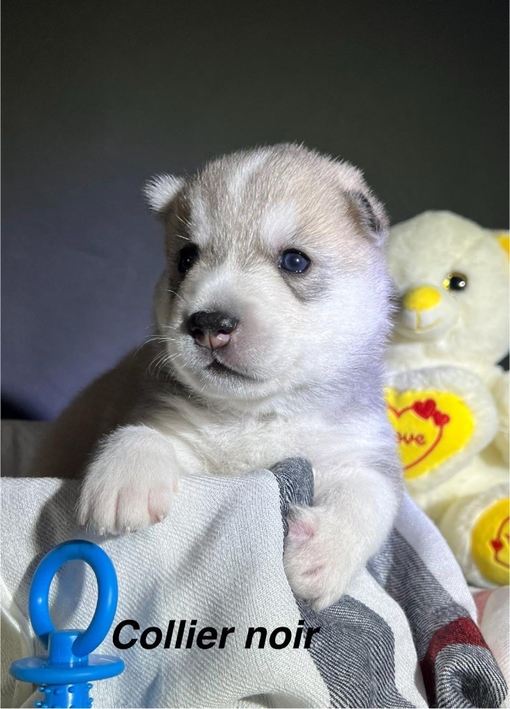Of The Wolf Eternal - Chiots disponibles - Siberian Husky