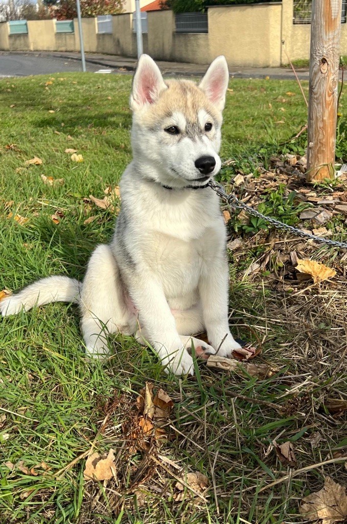 Of The Wolf Eternal - Chiots disponibles - Siberian Husky