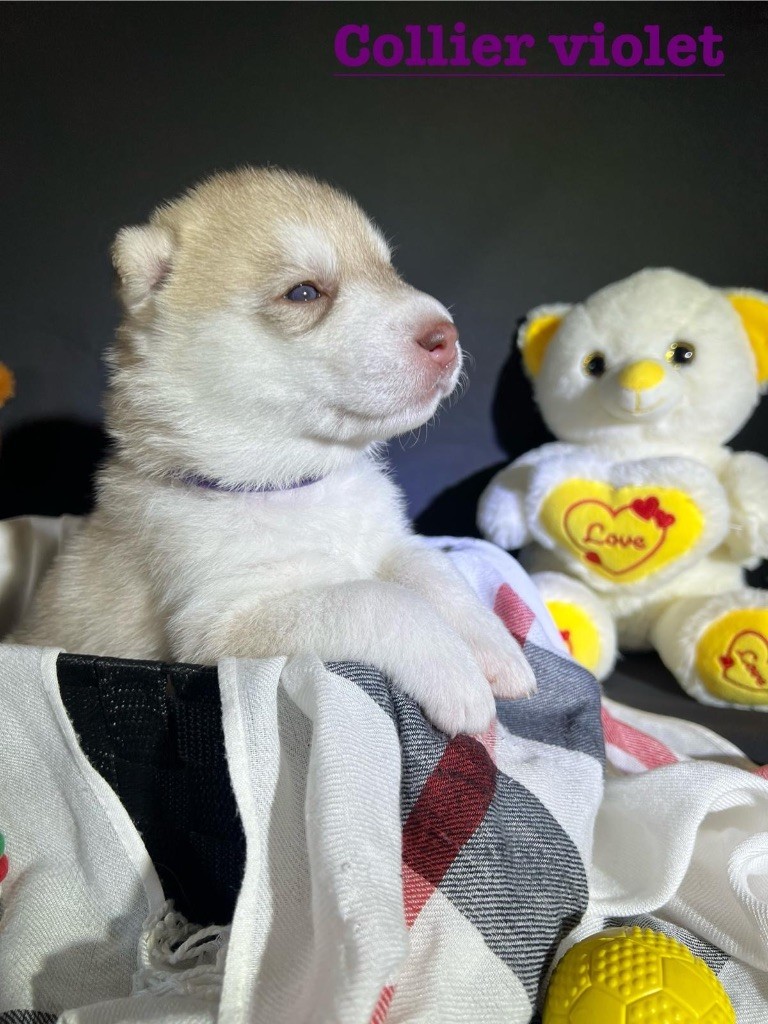 Of The Wolf Eternal - Chiots disponibles - Siberian Husky