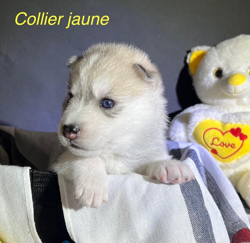 Of The Wolf Eternal - Chiots disponibles - Siberian Husky