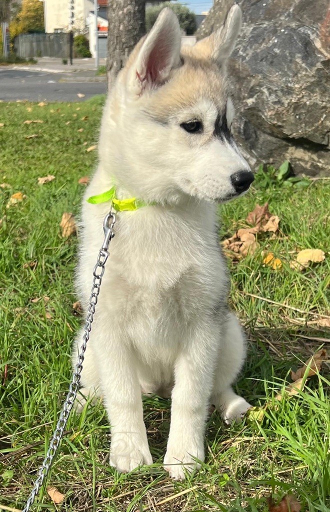 Of The Wolf Eternal - Chiots disponibles - Siberian Husky