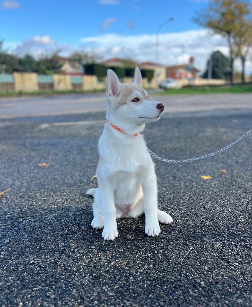 Of The Wolf Eternal - Chiots disponibles - Siberian Husky