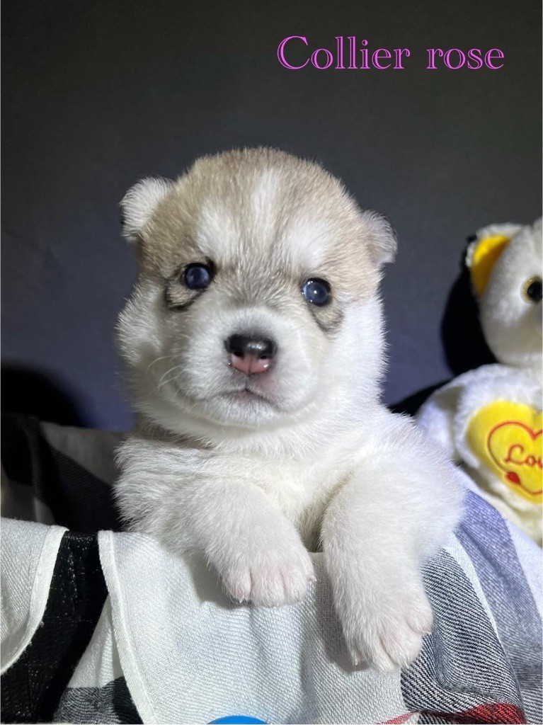 Of The Wolf Eternal - Chiots disponibles - Siberian Husky