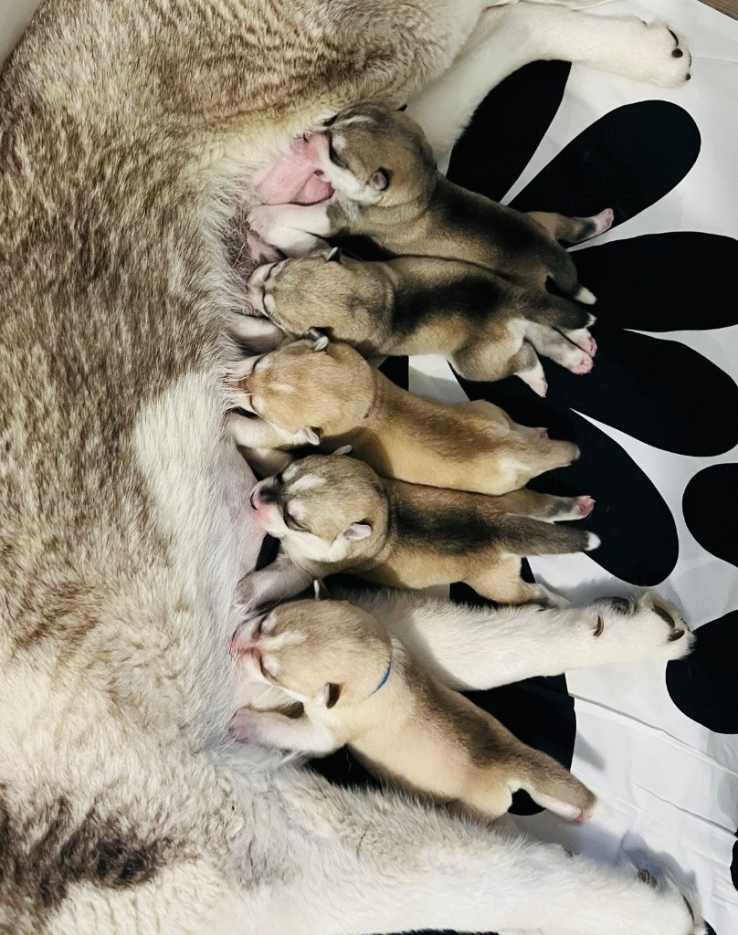 Chiot Siberian Husky Of The Wolf Eternal