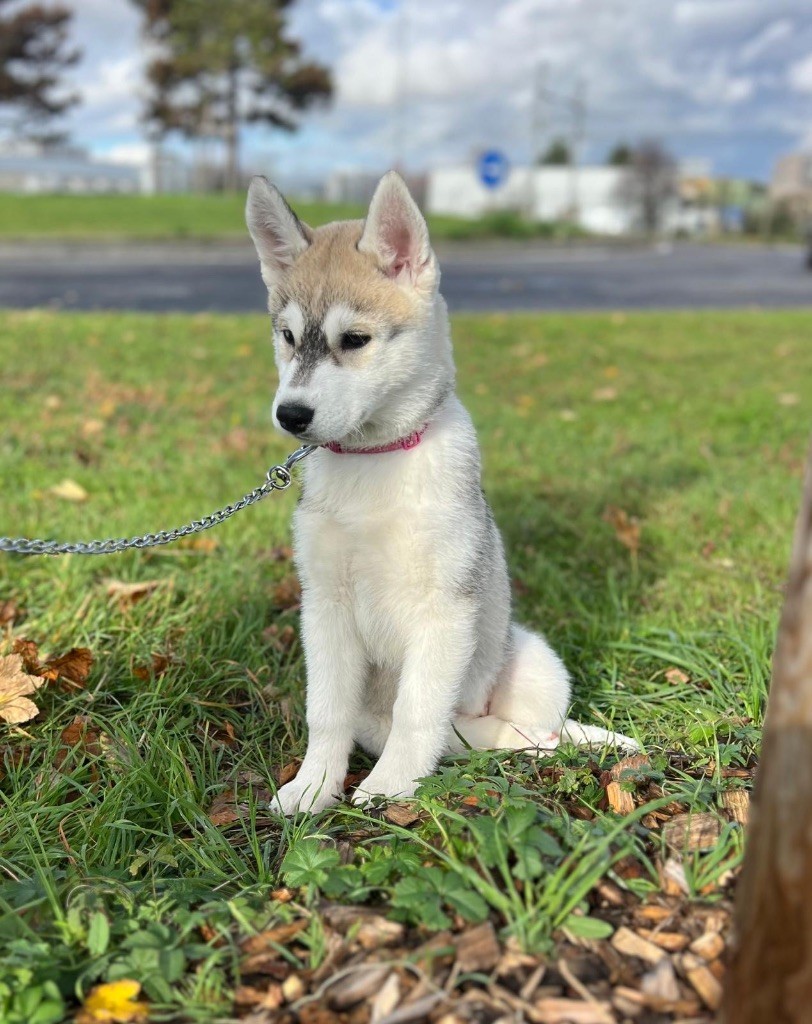 Of The Wolf Eternal - Chiots disponibles - Siberian Husky